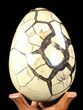 Septarian Dragon Egg Geode - Black Crystals #37123-4